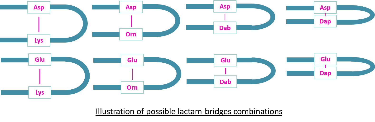 lactam bridge with DAP DAB ORN Peptide cyclization