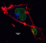 Fluorescent peptide labeling Smart Bioscience