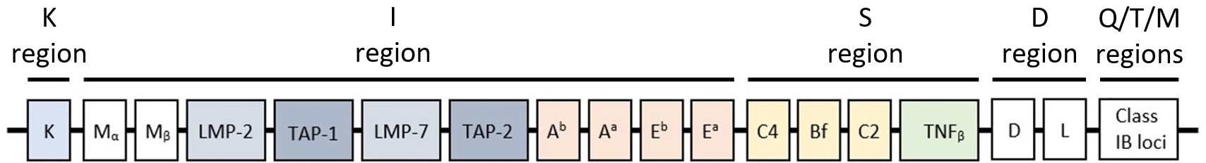 restricted PADRE ak(Cha)VAAWTLKAAa-Ahx-C binding MHC II receptors