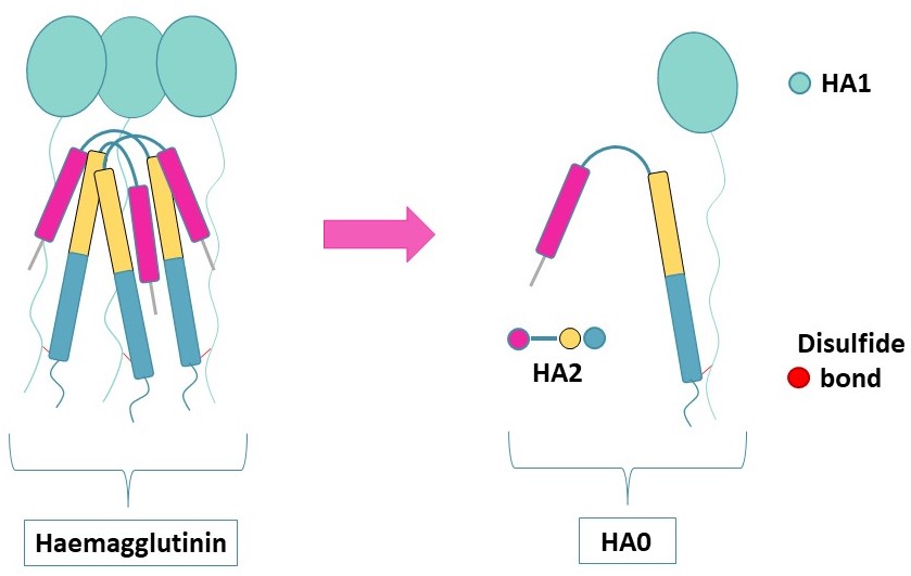 Haemagglutinin (HA) 3D structure. HA tag SB-PEPTIDE_CAS: 92000-76-5