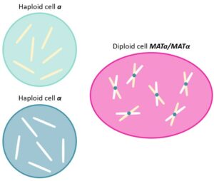 α factor - WHWLQLKPGQPMY peptide - CAS: 59401-28-4. Haploid, diploid cells
