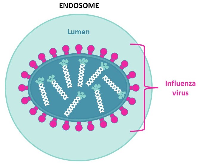 Endosomal uptake of influenza virus - HA tag SB-PEPTIDE_CAS: 92000-76-5