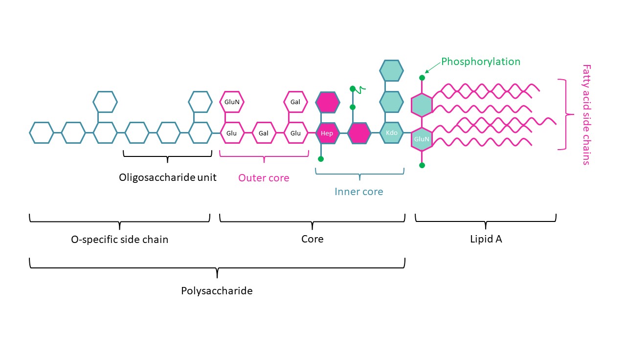 lipopolysaccharide structure