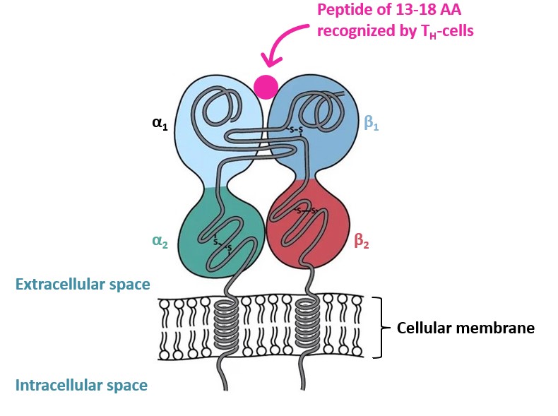 MHC class II structure