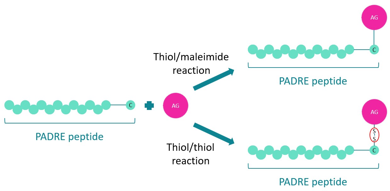 restricted PADRE peptide conjugated to antigenic determinant