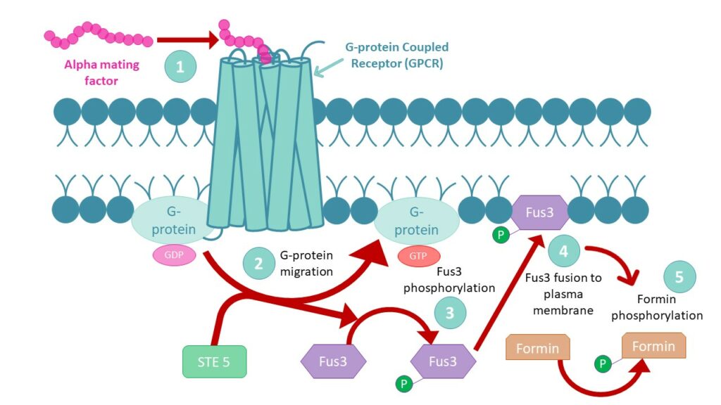 α factor - WHWLQLKPGQPMY peptide - CAS: 59401-28-4. Yeast mating signaling pathway