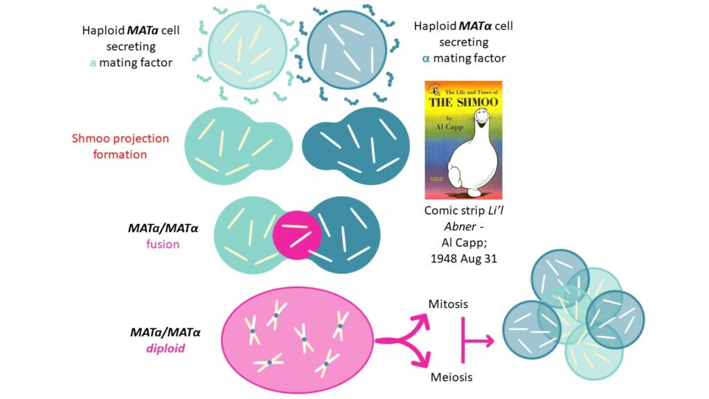 α factor - WHWLQLKPGQPMY  - CAS: 59401-28-4. Yeast mating