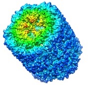 KLH-peptide-conjugation