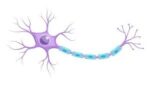 Neuron image Multiple sclerosis peptides