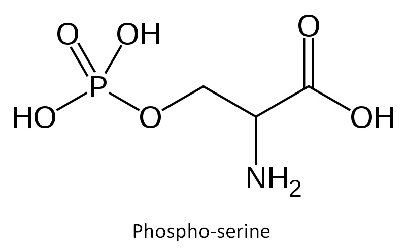 Phosphorylated peptide synthesis
