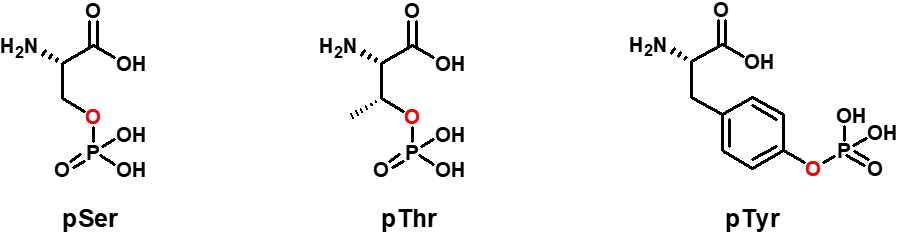 Phosphoserine, Phosphothreonine, Phosphotyrosine