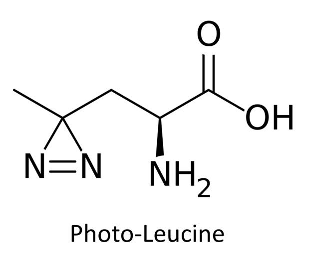 Photo-leucine & photo-methionine