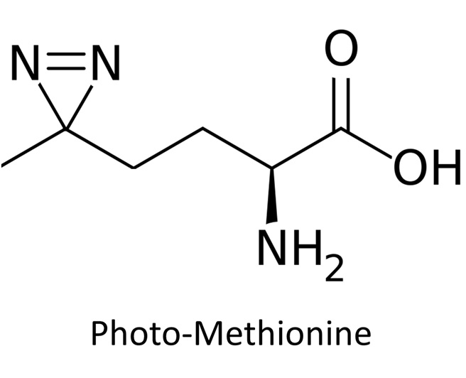 Photo-leucine & photo-methionine