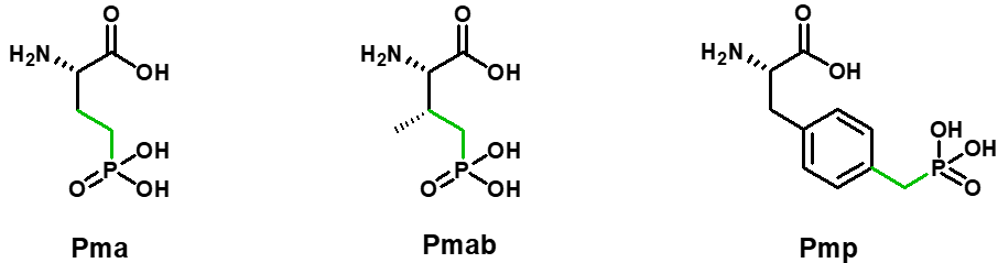 Pma, Pmab, Pmp stable phosphorylated Serine, Threonine, Tyrosine