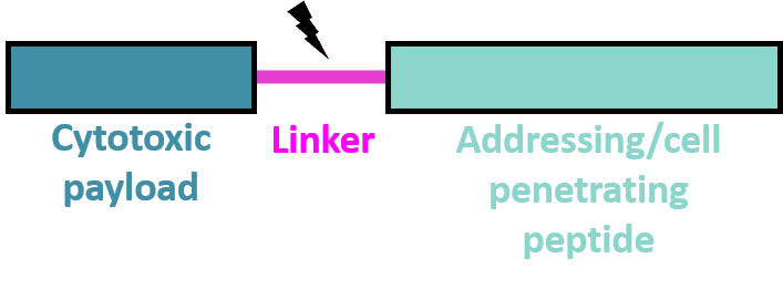 Peptide-drug conjugates