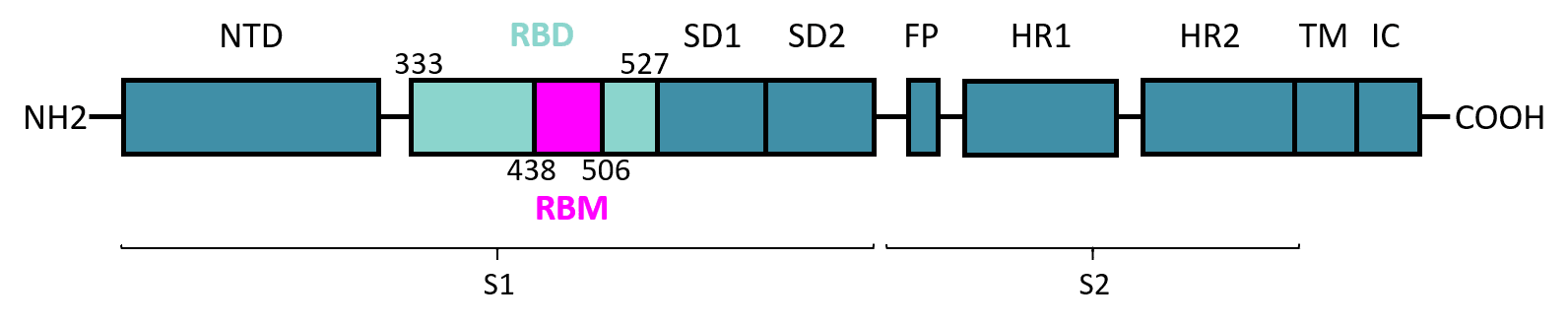 SARS CoV 2 Spike S RBD RBM SB PEPTIDE