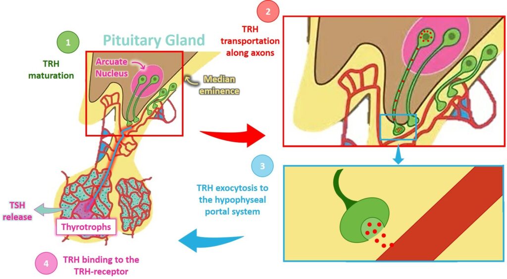 [Glu2]-TRH_pGluGLuPro-NH2_SB-PEPTIDE scheme: TRH metabolism pathway