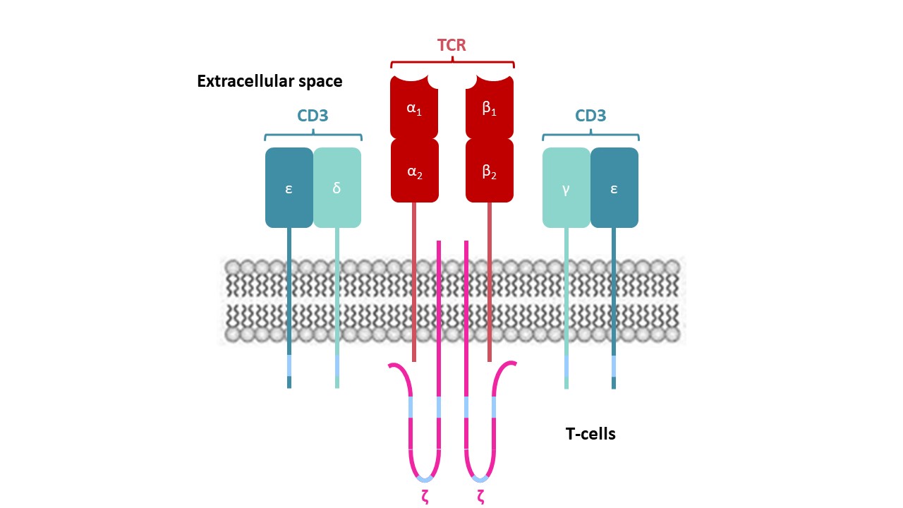 TCR complex details