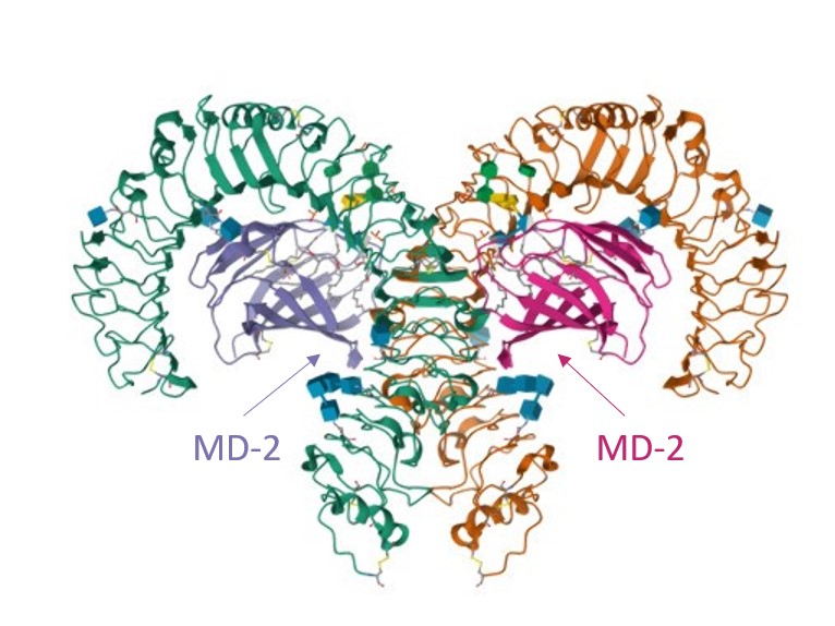 TLR4 3D structure