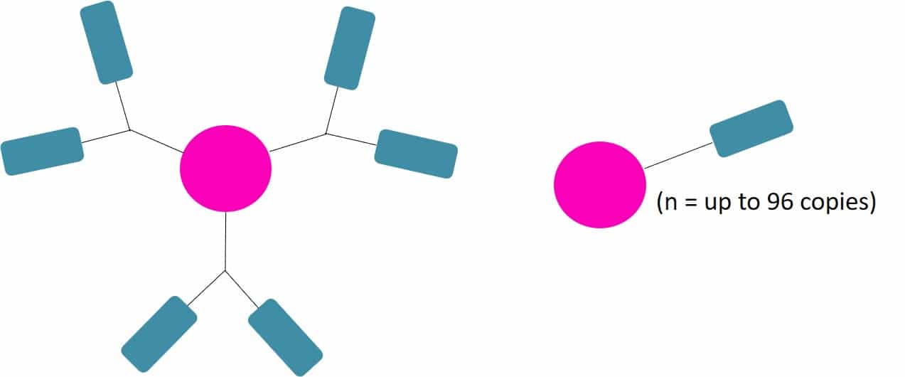 Dendrimer conjugated peptides