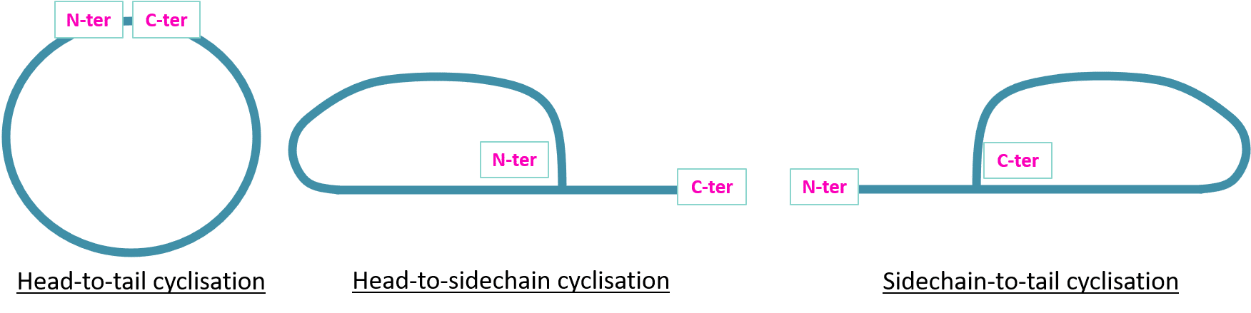 head-to-tail head-to-sidechain side-to-chain Peptide cyclization