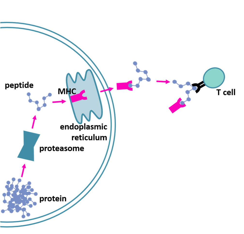 peptide custom synthesis