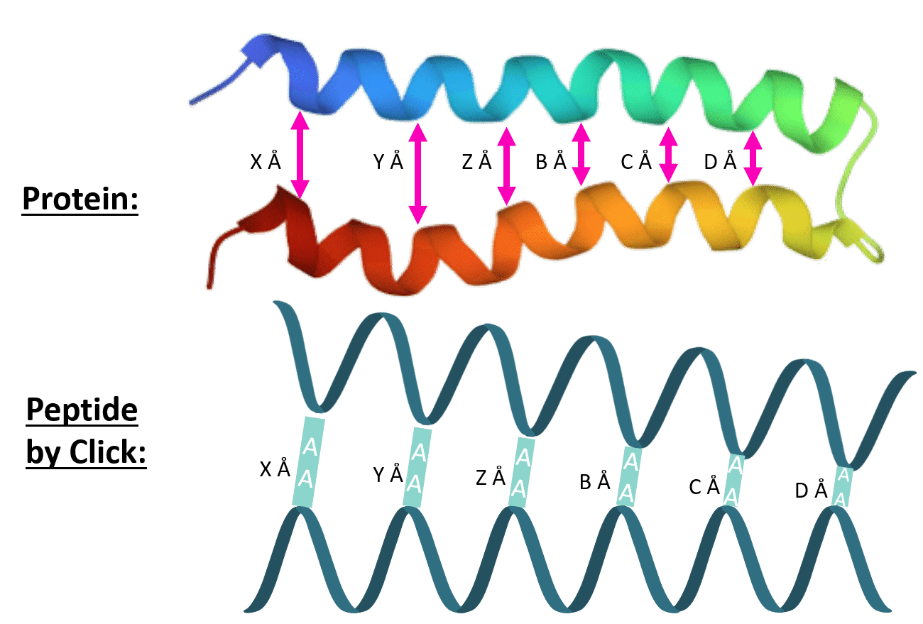 Peptide cyclization