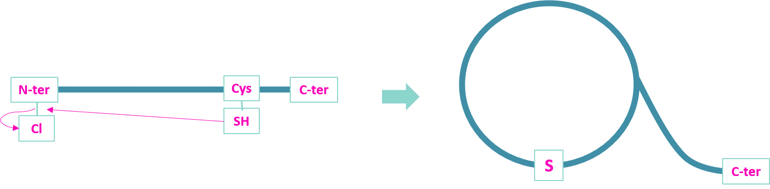 Thioether-bond Peptide cyclization